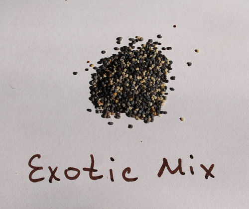Opium Poppy - Exotic mix 1g